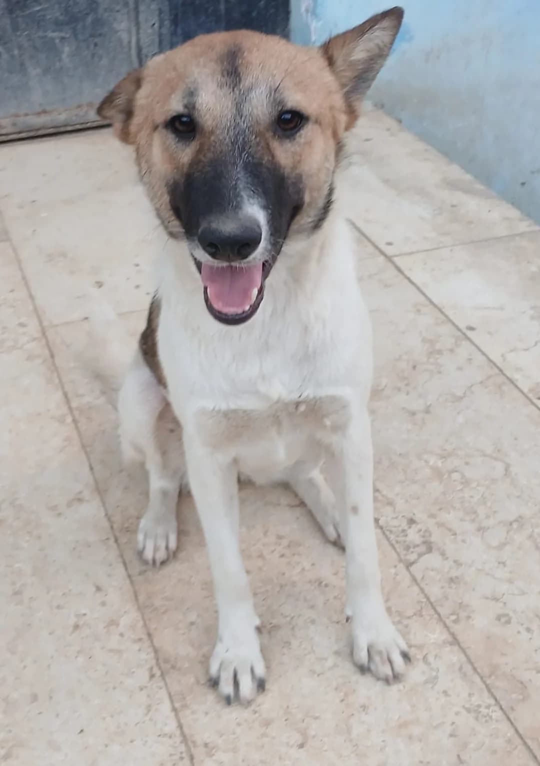 Fifi- previous neurological issue (resolved), seeking an adopter, female puppy mixed breed for adoption at Miracle