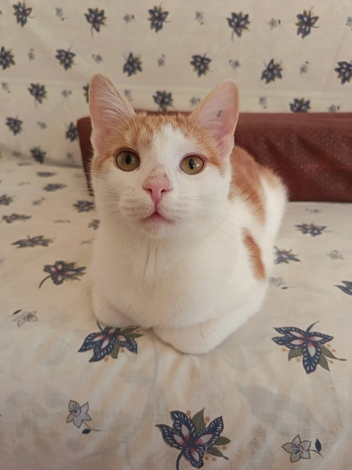Mickey (FIV positive), male young mixed breed for adoption at Miracle