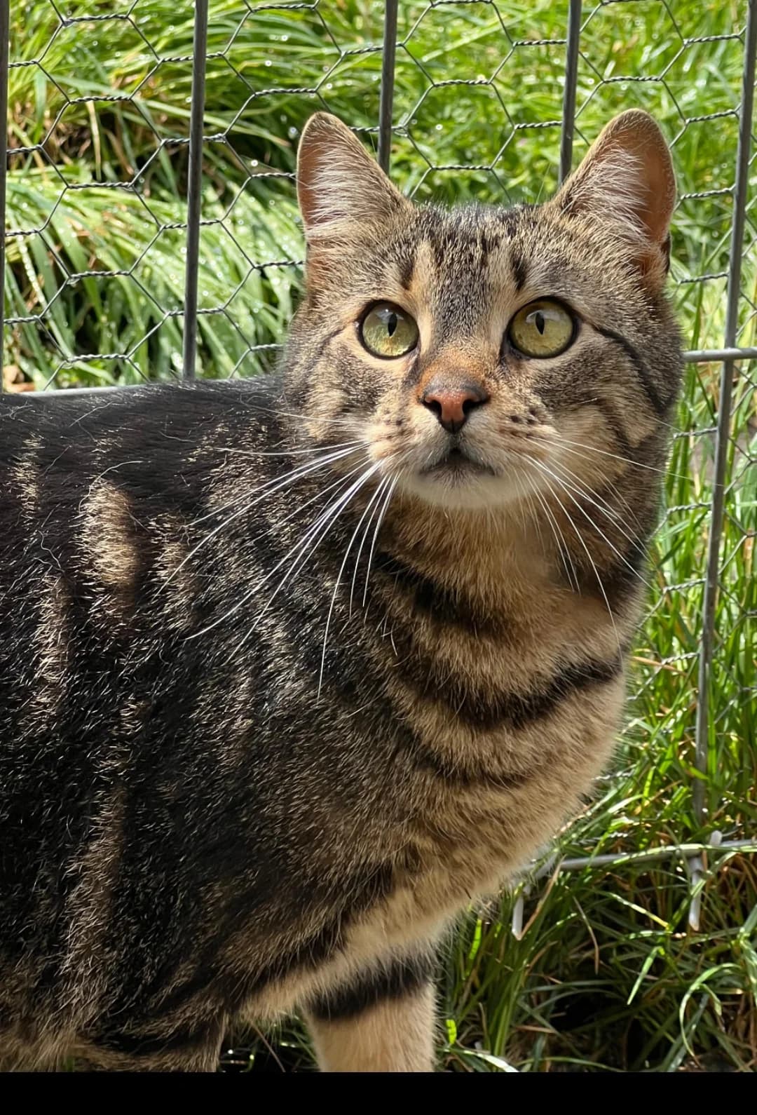 Bambi, male 3yo mixed breed for adoption at Miracle