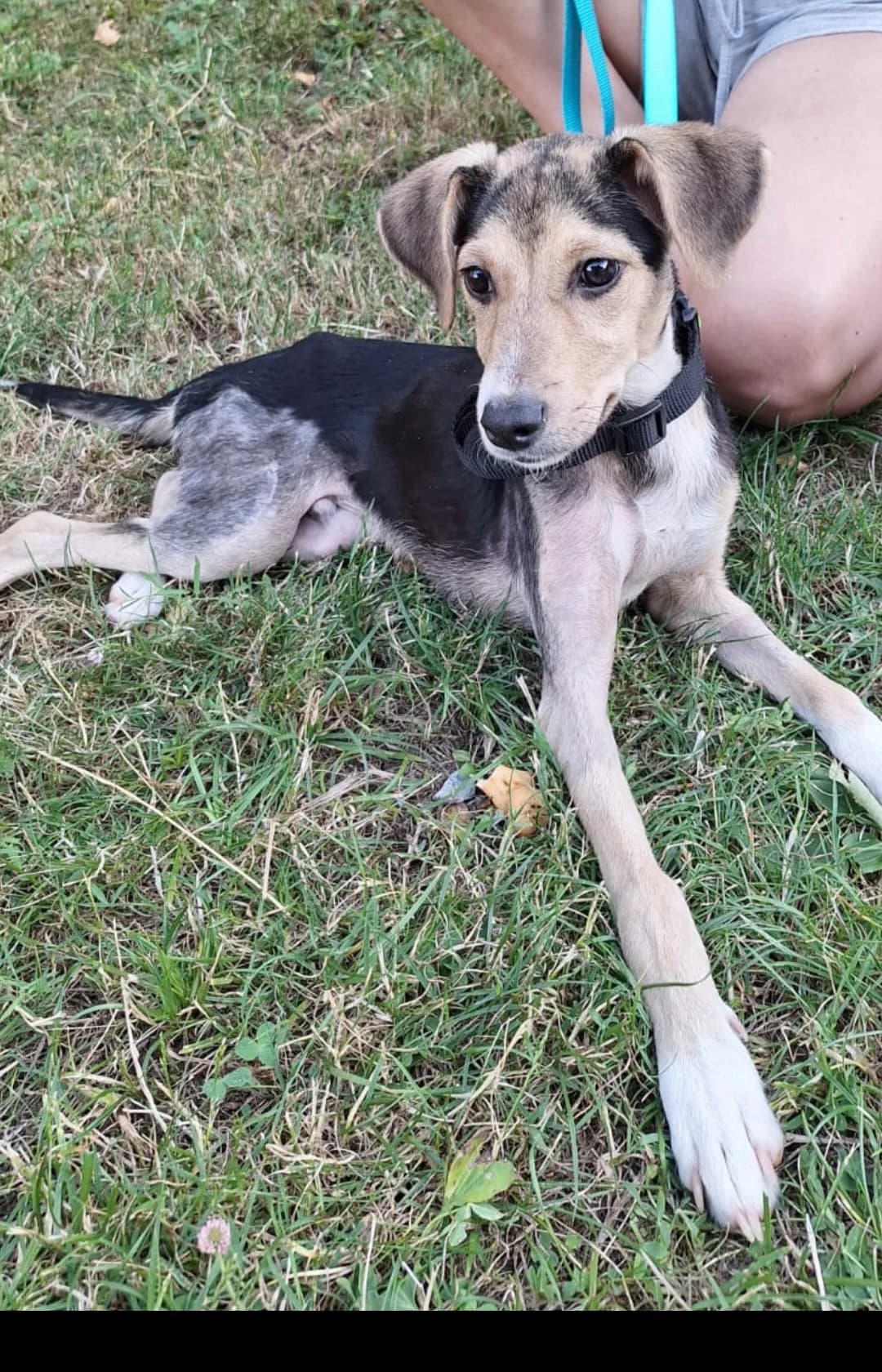 Toby (walks differently) seeking an adopter, male young mixed breed for adoption at Miracle