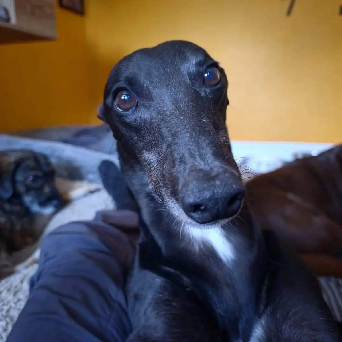 Morrie (IN THE UK IN ESSEX) Non disabled greyhound, seeking an adopter, male 7yo Greyhound for adoption at Miracle