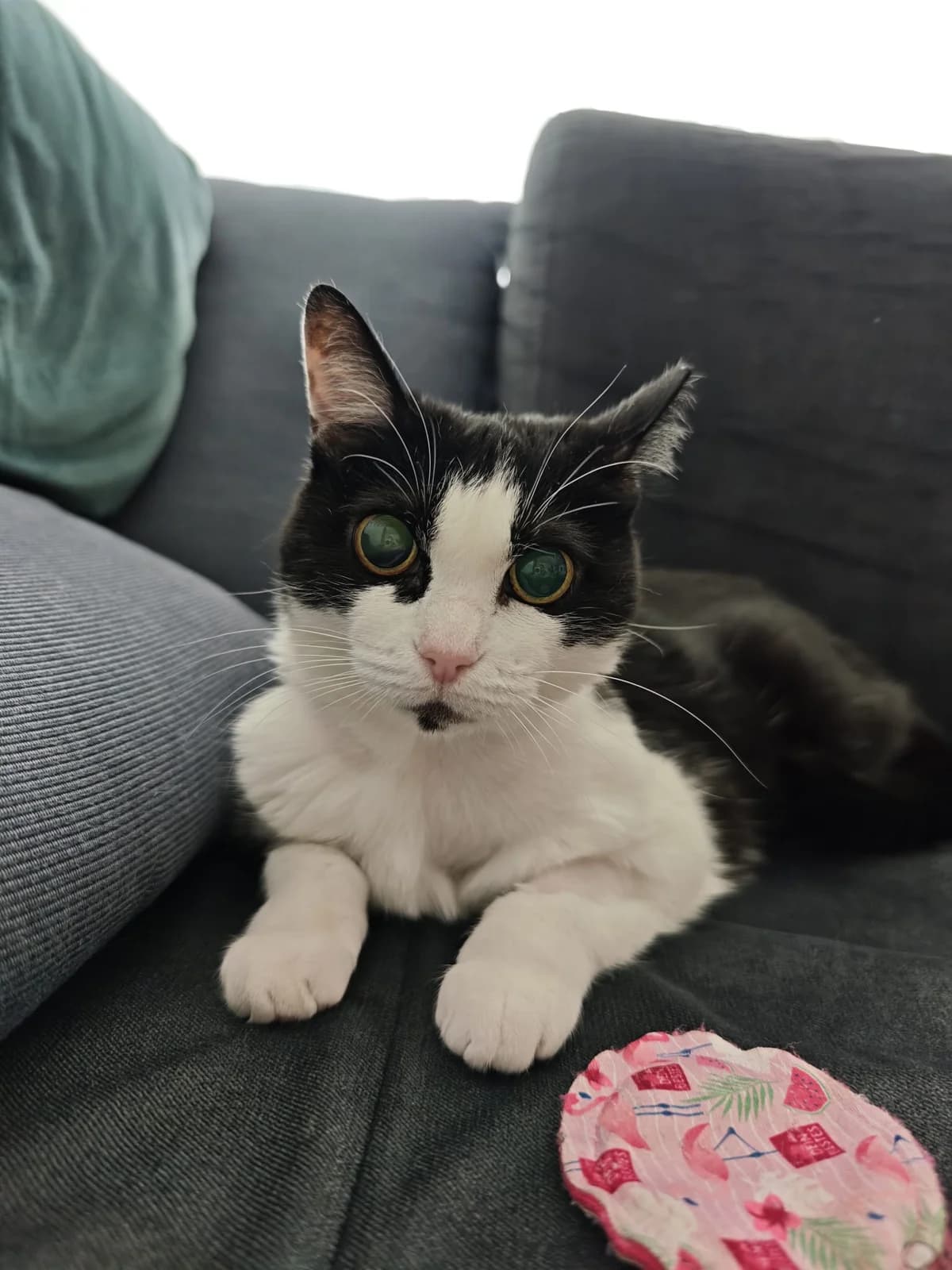 Pixie (blind and one kidney) –, female 5yo mixed breed for adoption at Miracle
