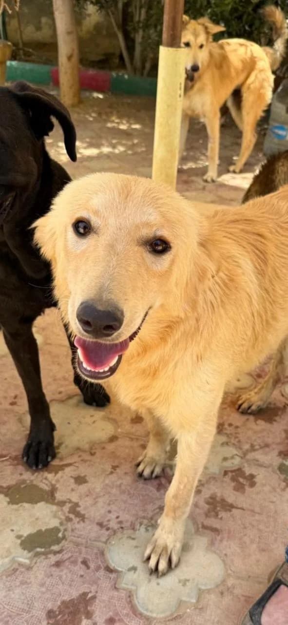 Fernando, seeking an adopter, male puppy mixed breed for adoption at Miracle