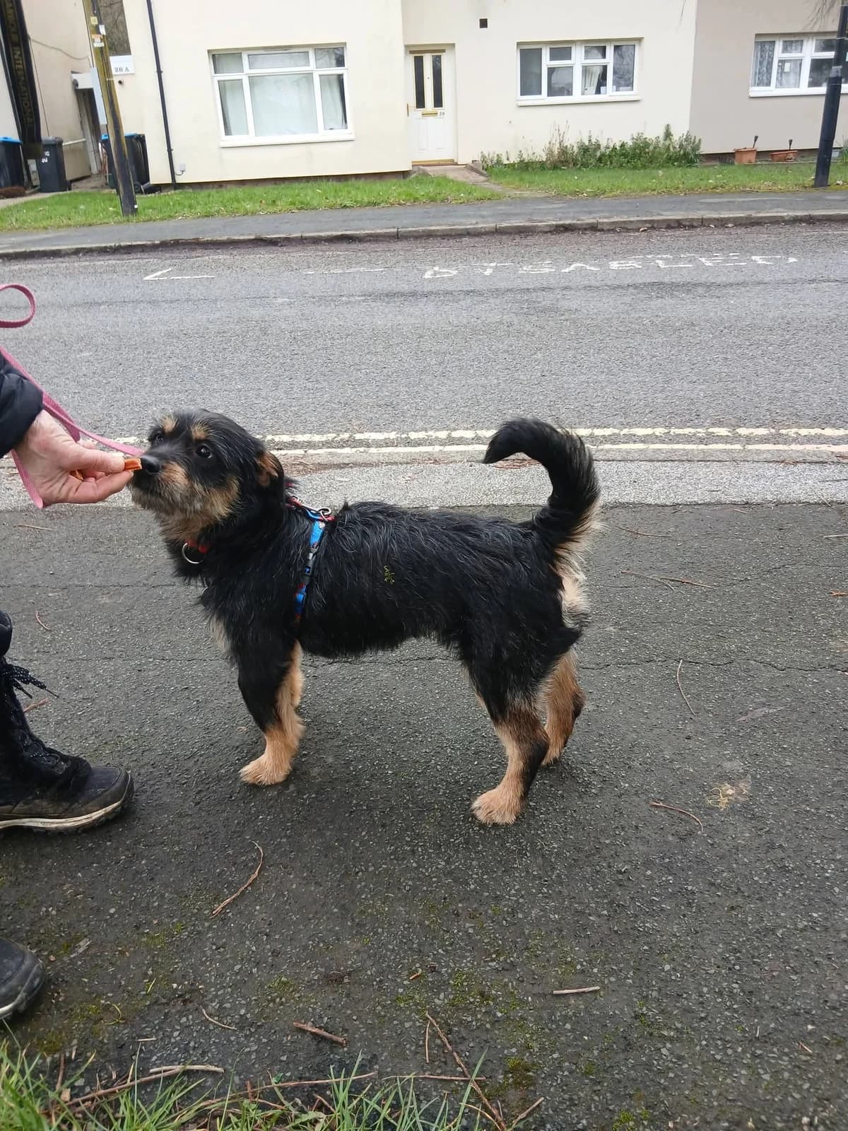 Finn, male Mixed Breed for adoption at Miss Mollies Dog Rescue Charity