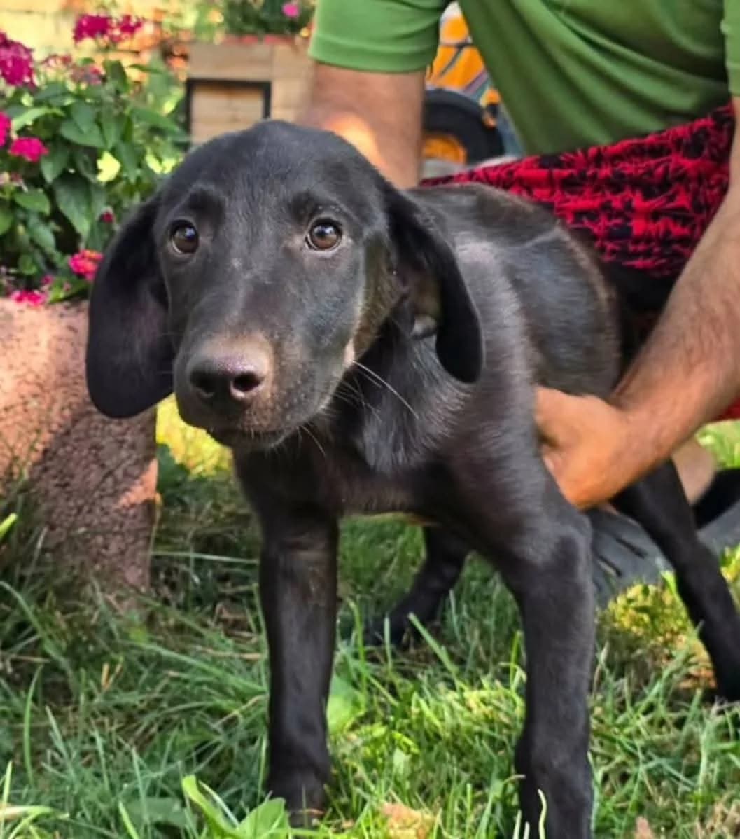 Ash, male puppy Labrador Retriever for adoption at Miss Mollies Dog Rescue Charity