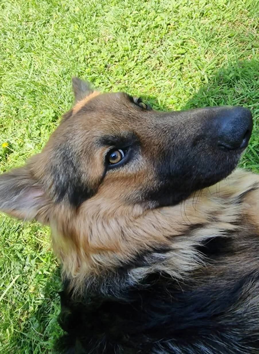 Kia, male mixed breed for adoption at Miss Mollies Dog Rescue Charity