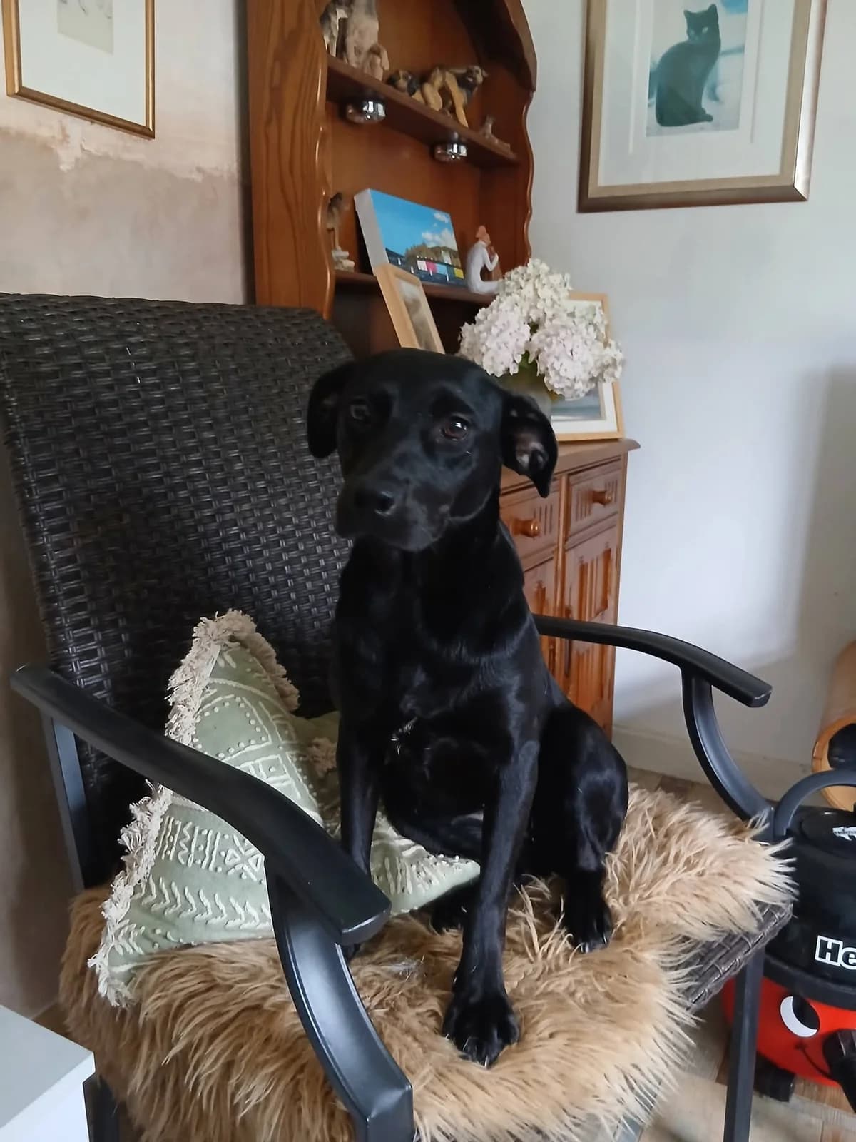 Lola, female young Mixed Breed for adoption at Miss Mollies Dog Rescue Charity