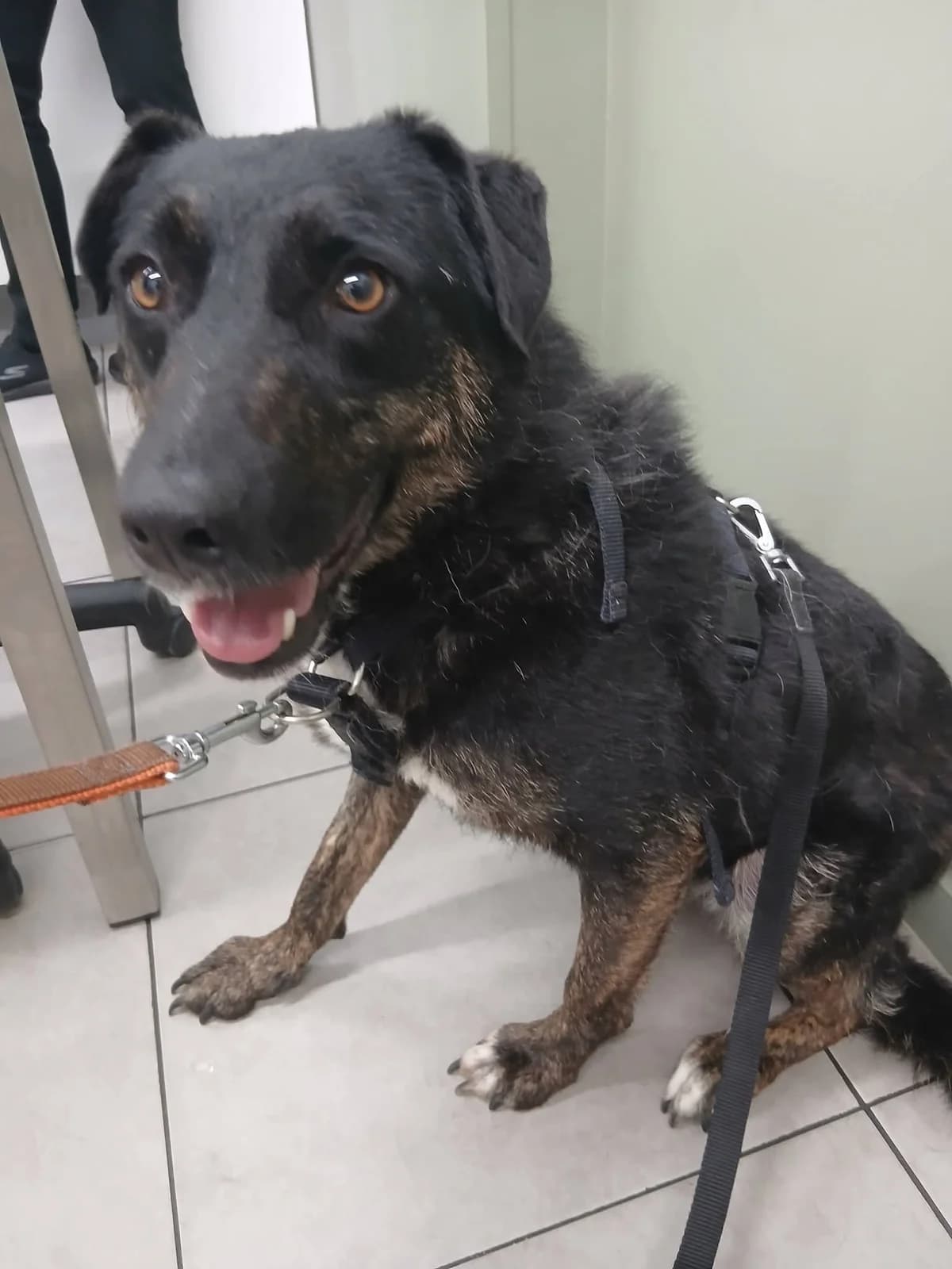 Melody, female 5yo Mixed Breed for adoption at Miss Mollies Dog Rescue Charity