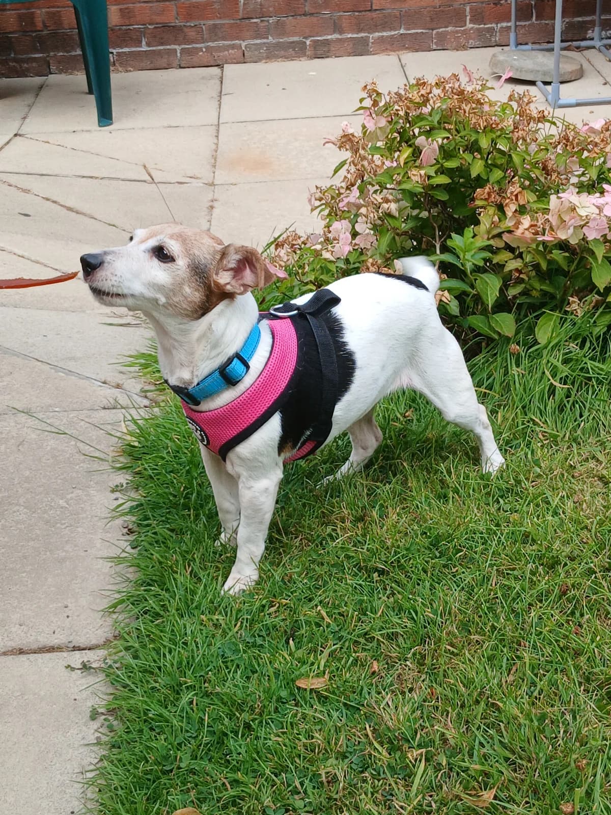 Poppy, female senior mixed breed for adoption at Miss Mollies Dog Rescue Charity