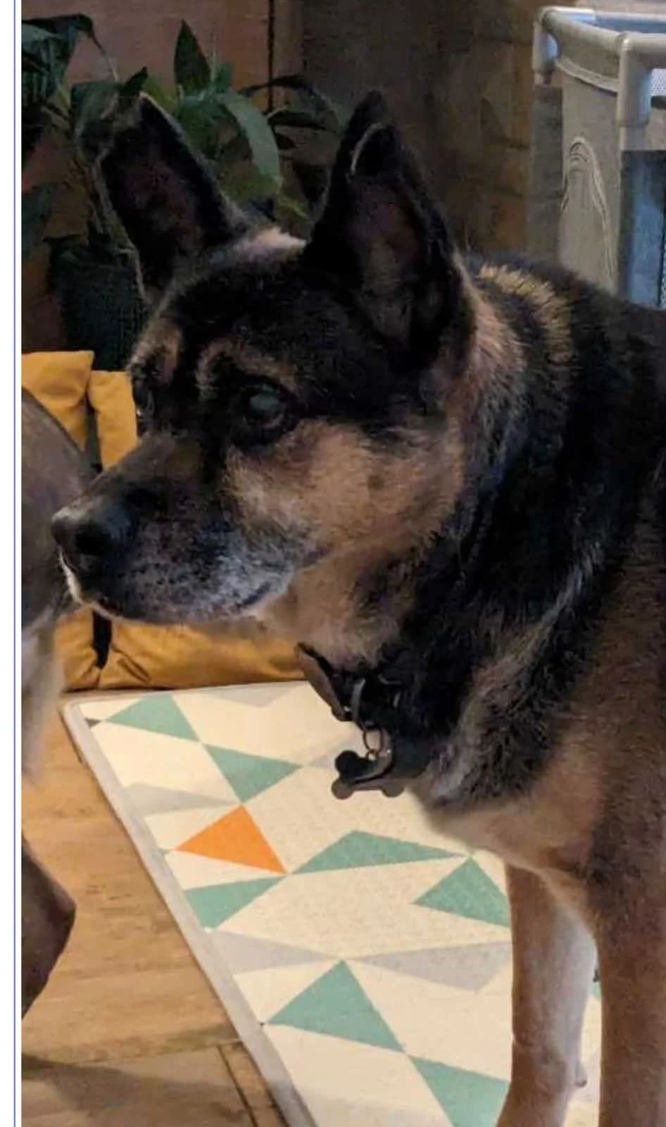 Ray, male senior Mixed Breed for adoption at Miss Mollies Dog Rescue Charity