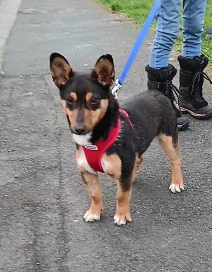 Smudge, male puppy Mixed Breed for adoption at Miss Mollies Dog Rescue Charity