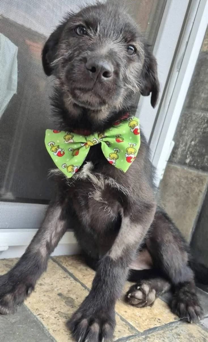 Zena, female Mixed Breed for adoption at Miss Mollies Dog Rescue Charity