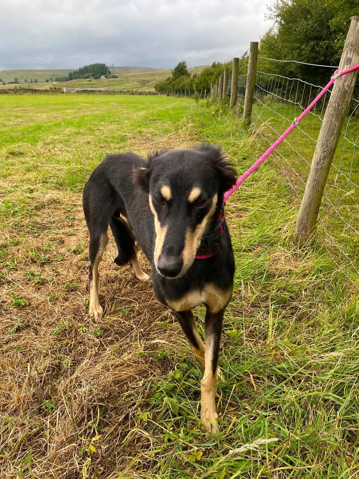 Basil, female 4yo Greyhound for adoption at item, Alston