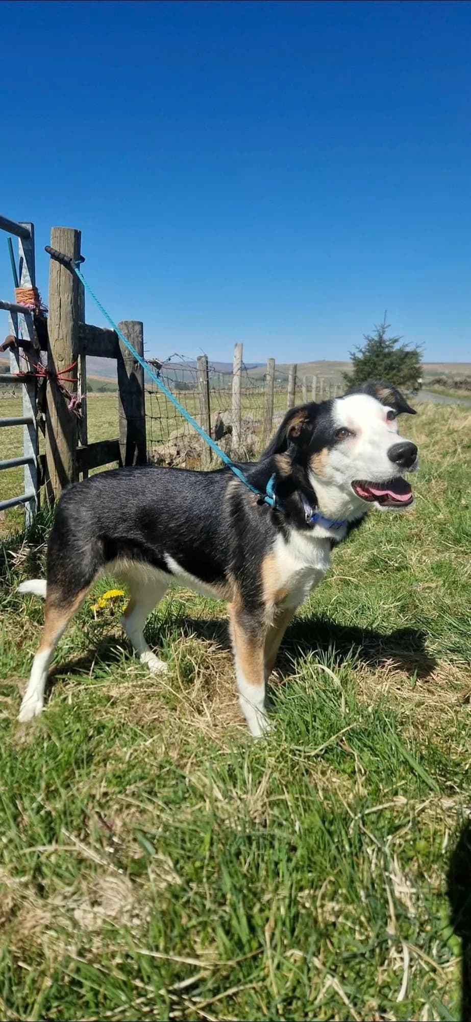 Bear, female puppy Mixed Breed for adoption at item, Alston