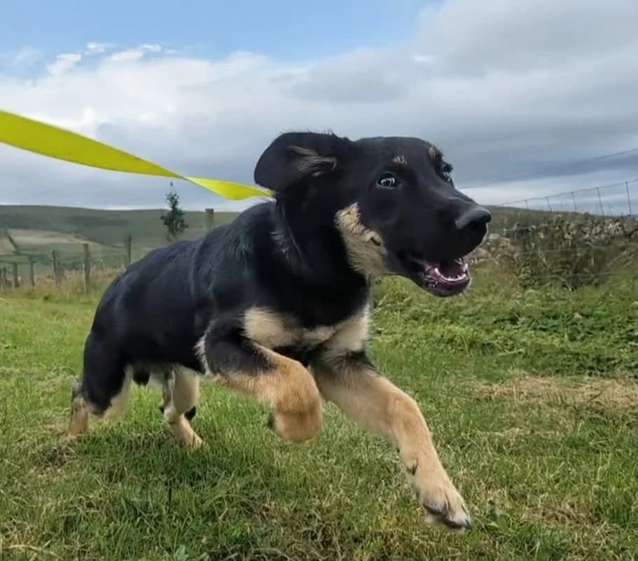 Bert, male puppy German Shepherd for adoption at item, Alston
