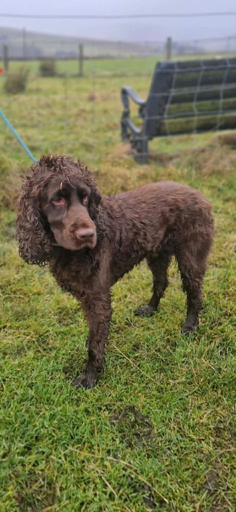 Bobby, female Mixed Breed for adoption at item, Alston