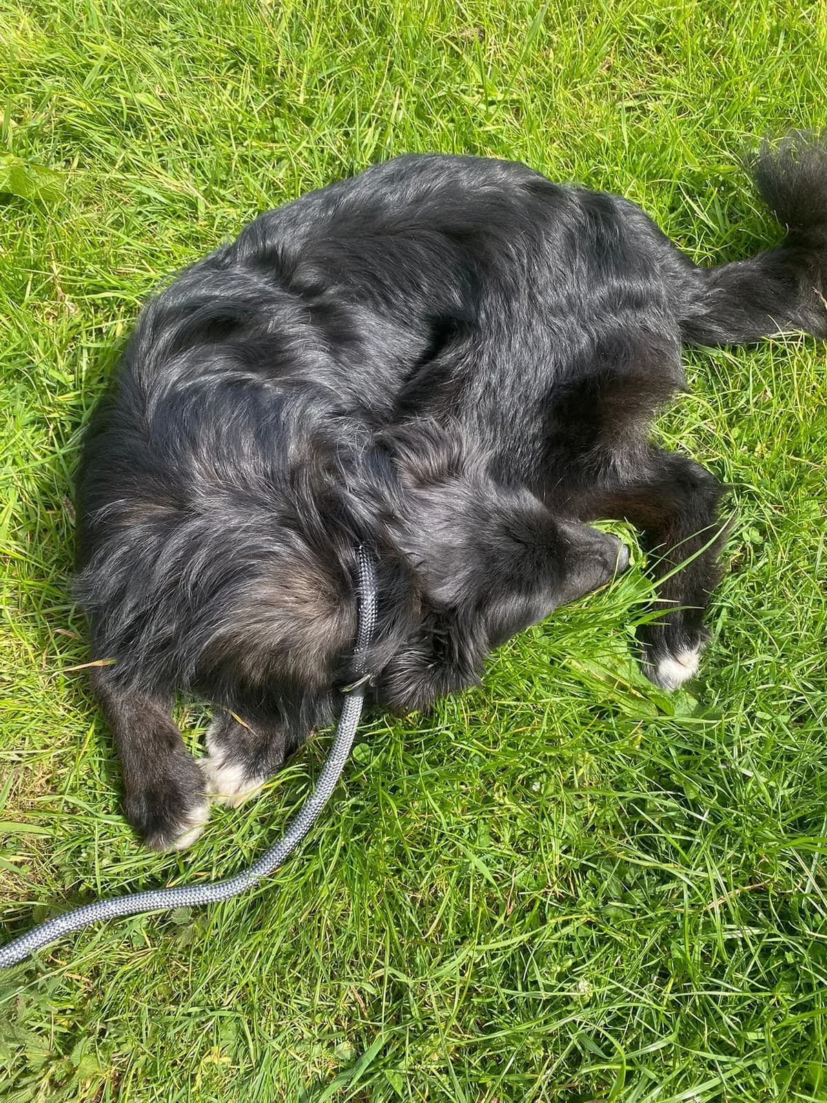 Charlie, female puppy Mixed Breed for adoption at item, Alston