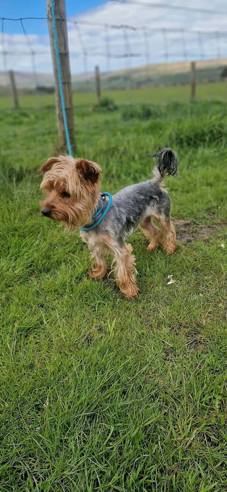 Chase, male young mixed breed for adoption at item, Alston