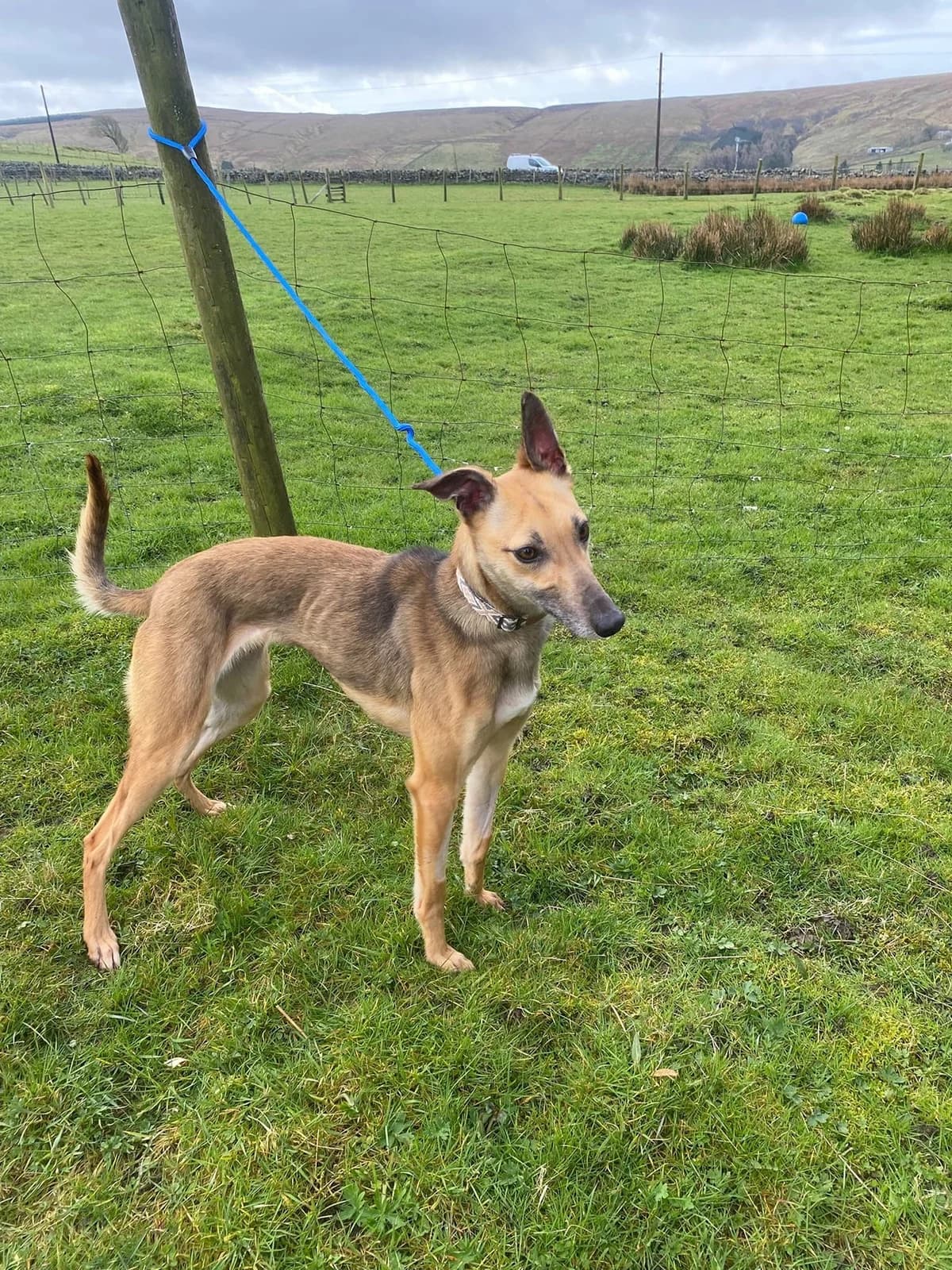 Cheddar, female young Whippet for adoption at item, Alston