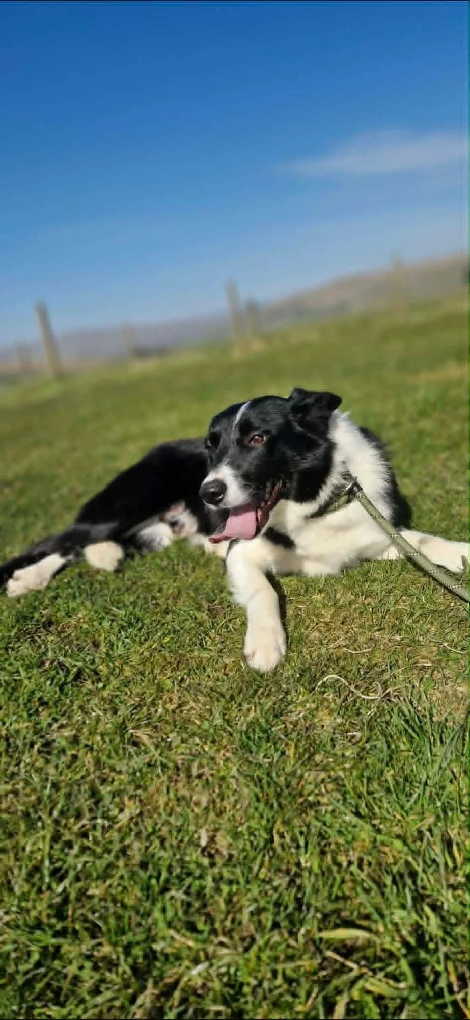 Colby, male young Collie for adoption at item, Alston