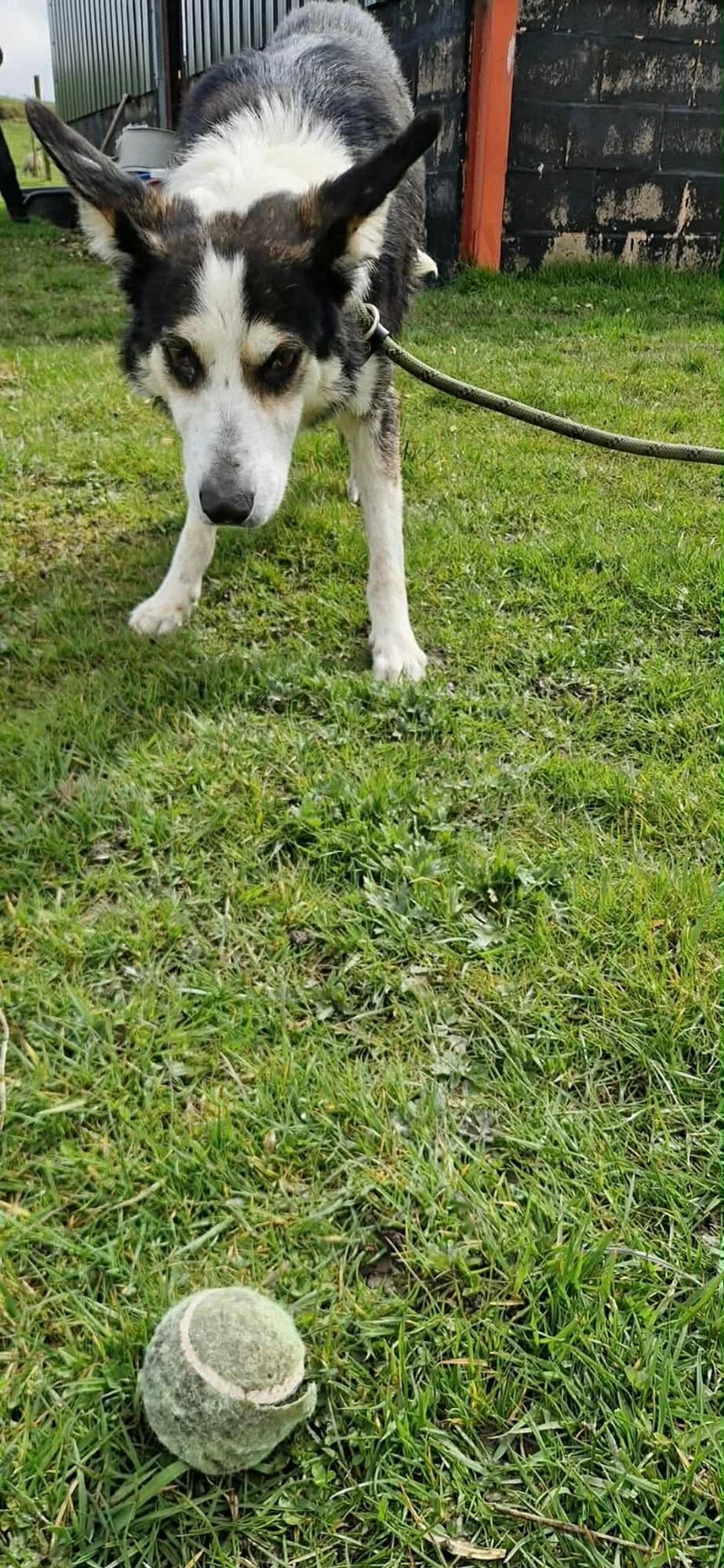Jack,  6yo Mixed Breed for adoption at item, Alston