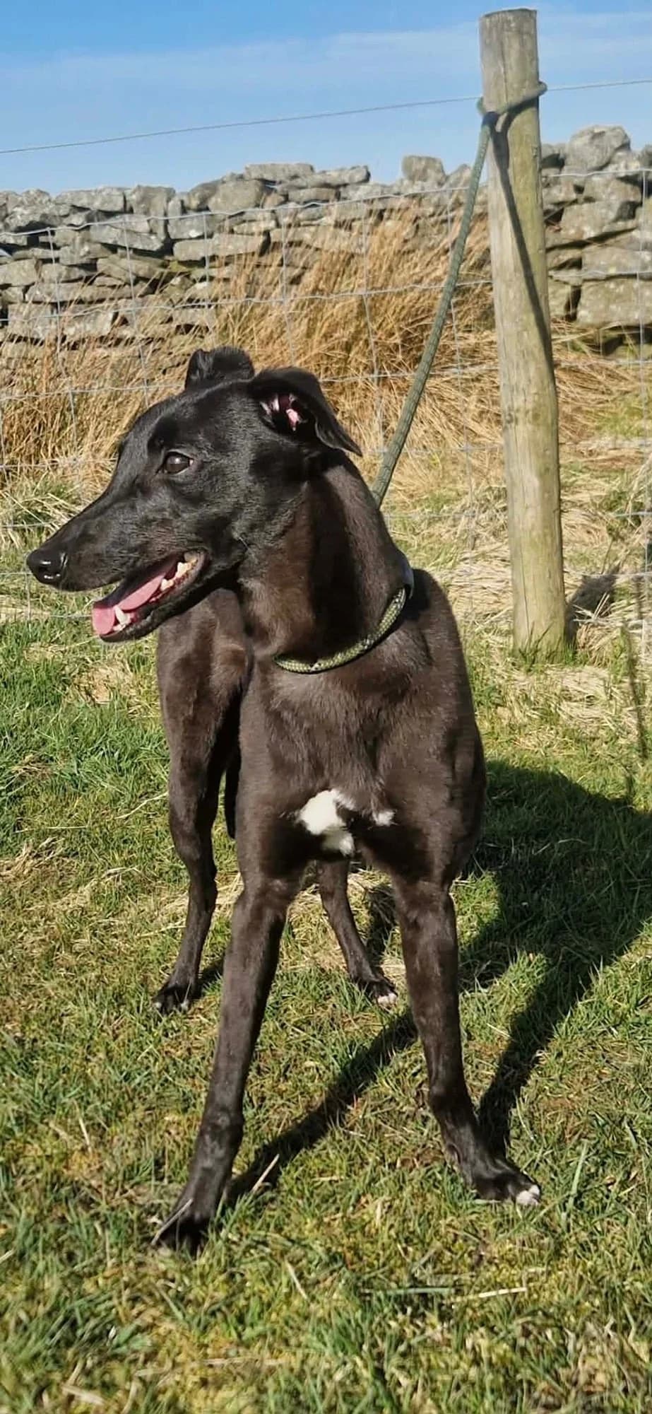 Jenny, female puppy Whippet for adoption at item, Alston