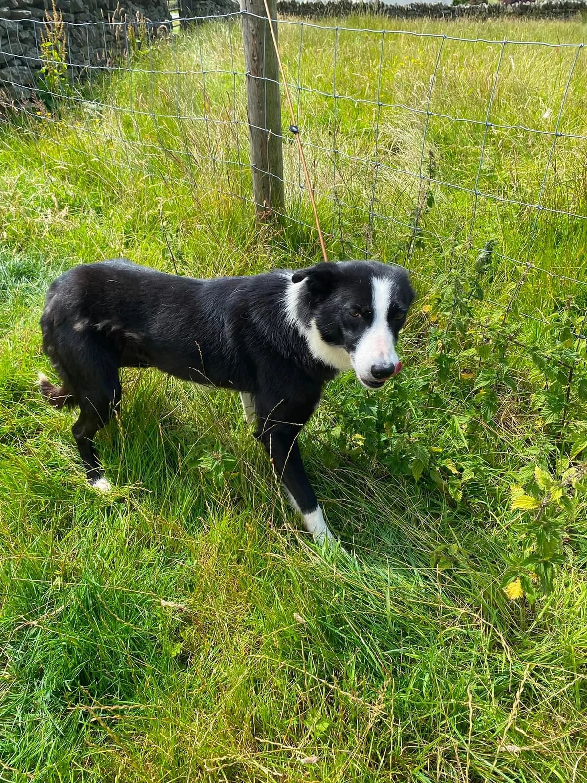 Lola,  4yo Collie for adoption at item, Alston