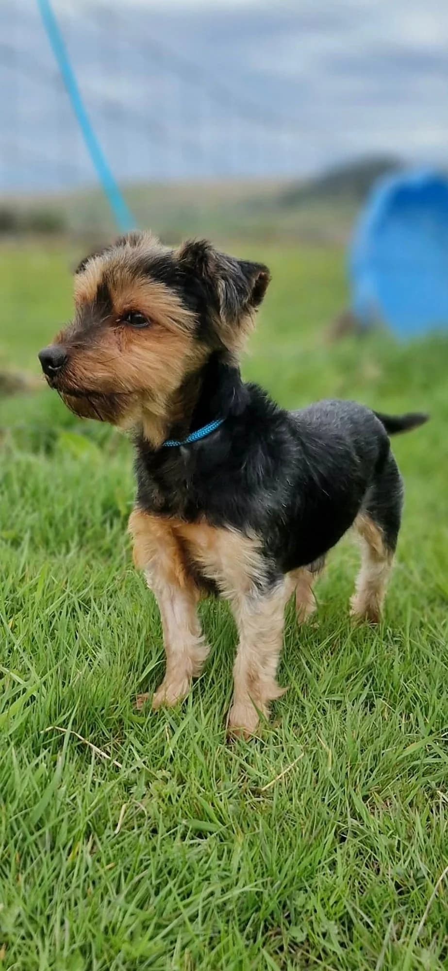 Max, male senior Mixed Breed for adoption at item, Alston