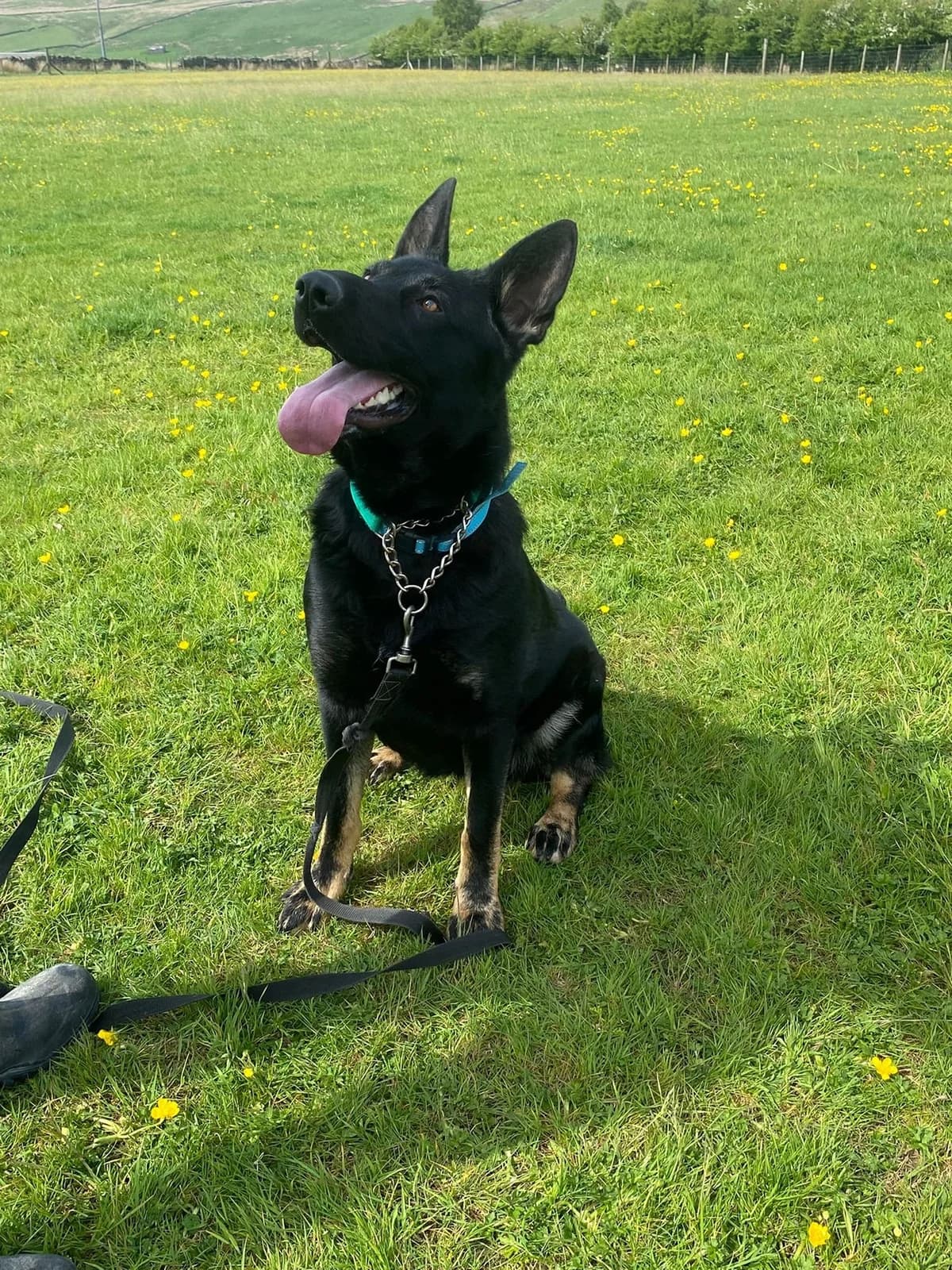 Mia, female young German Shepherd for adoption at item, Alston