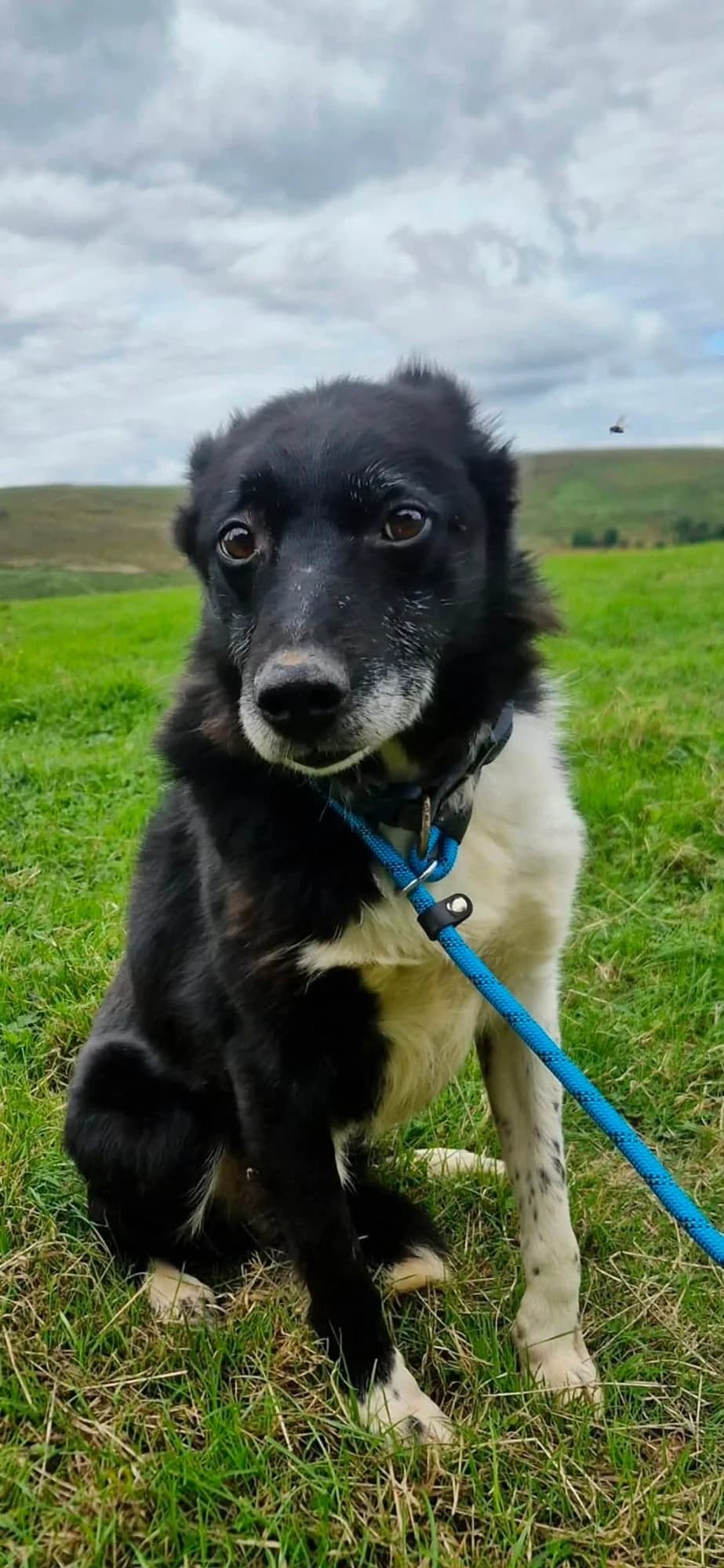 Mick, male senior Mixed Breed for adoption at item, Alston
