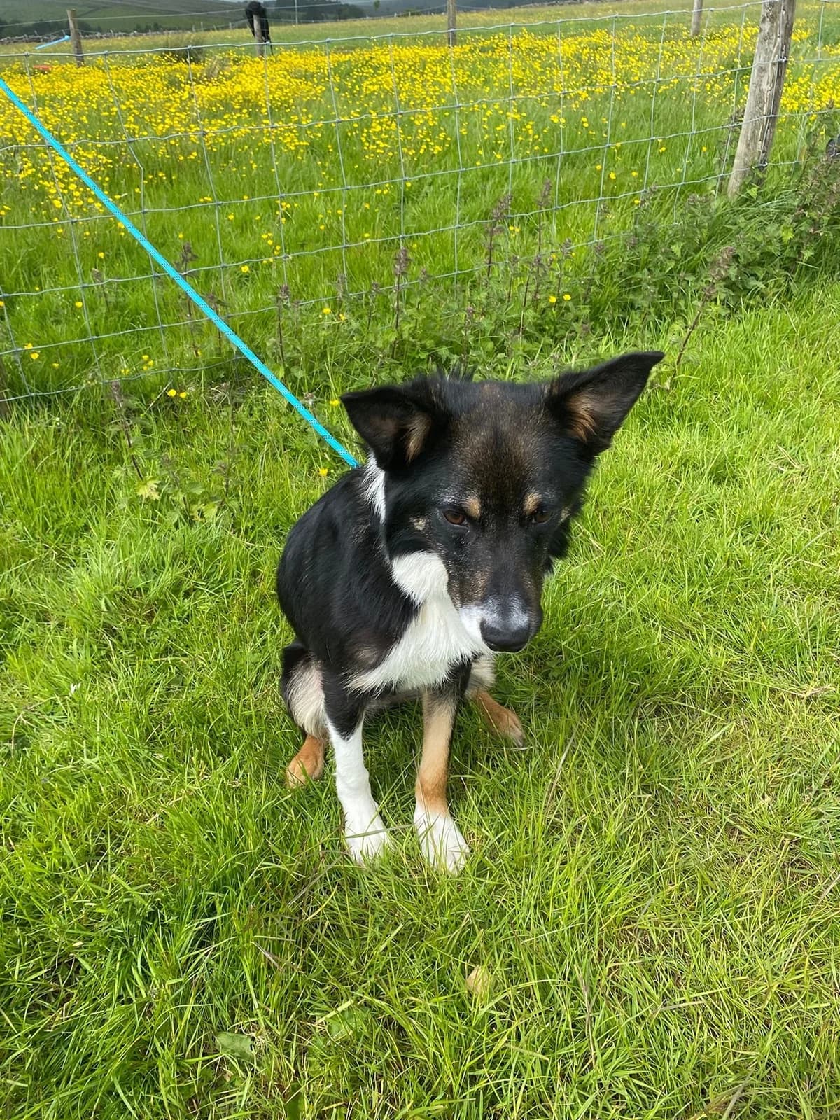 Midge, female puppy Mixed Breed for adoption at item, Alston