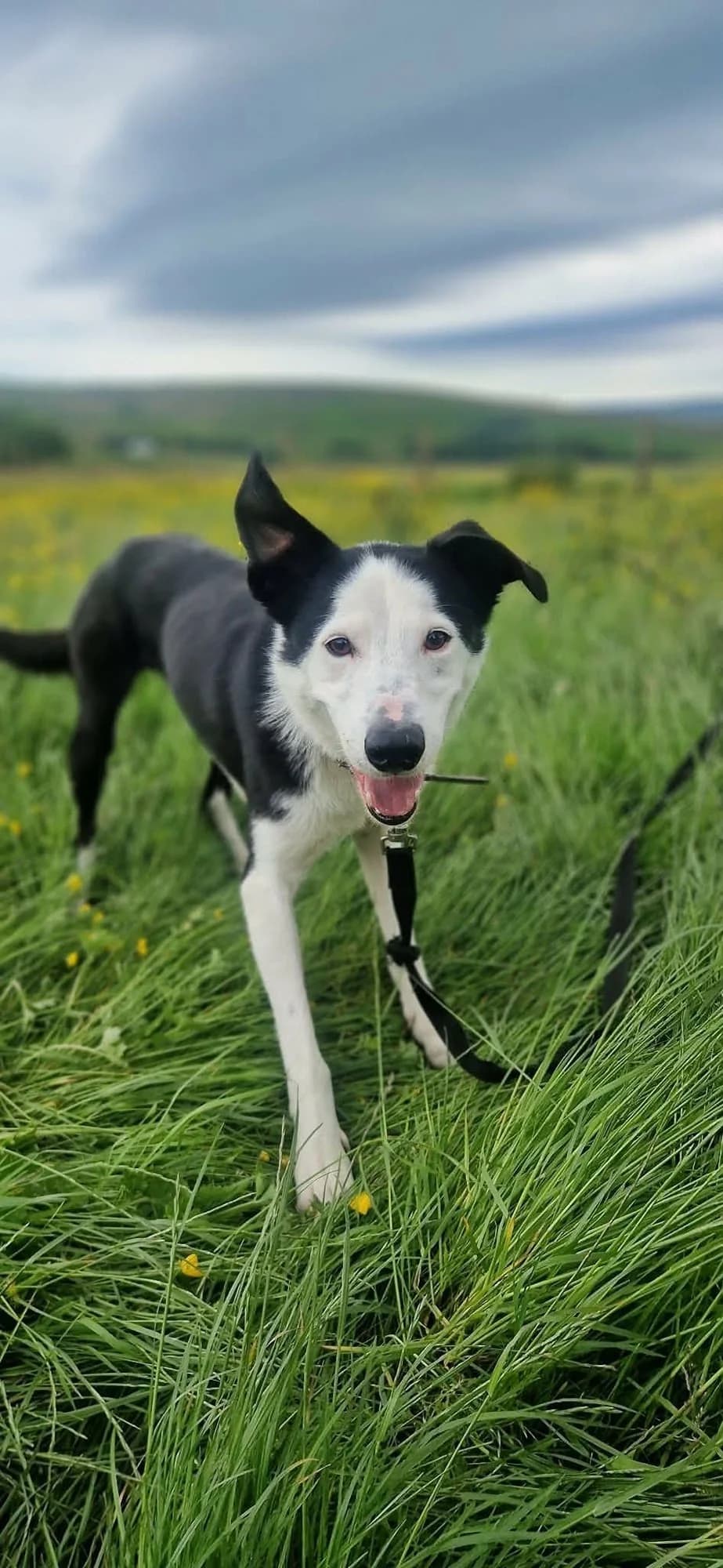 Milo, male 5yo Collie for adoption at item, Alston