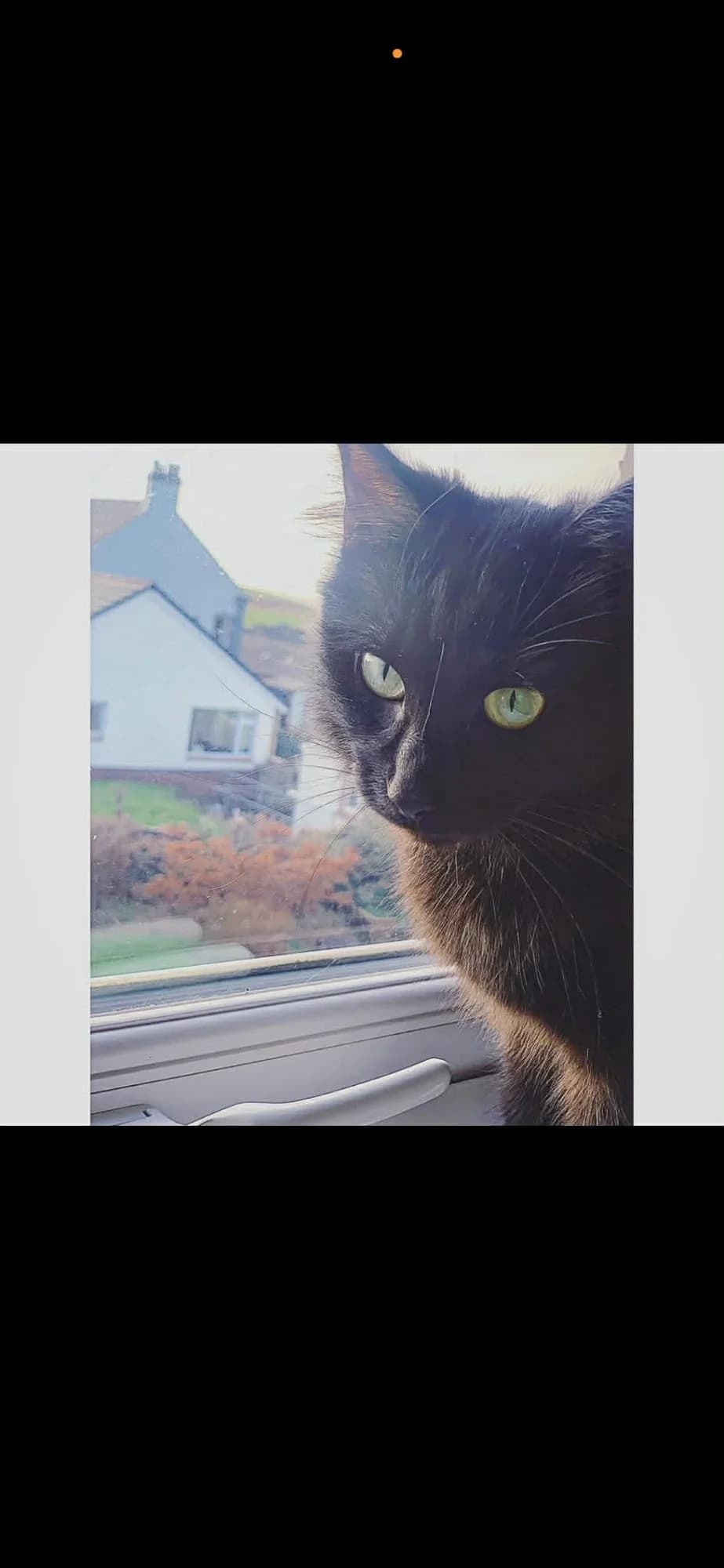 Nala, female 6yo Mixed Breed for adoption at item, Alston