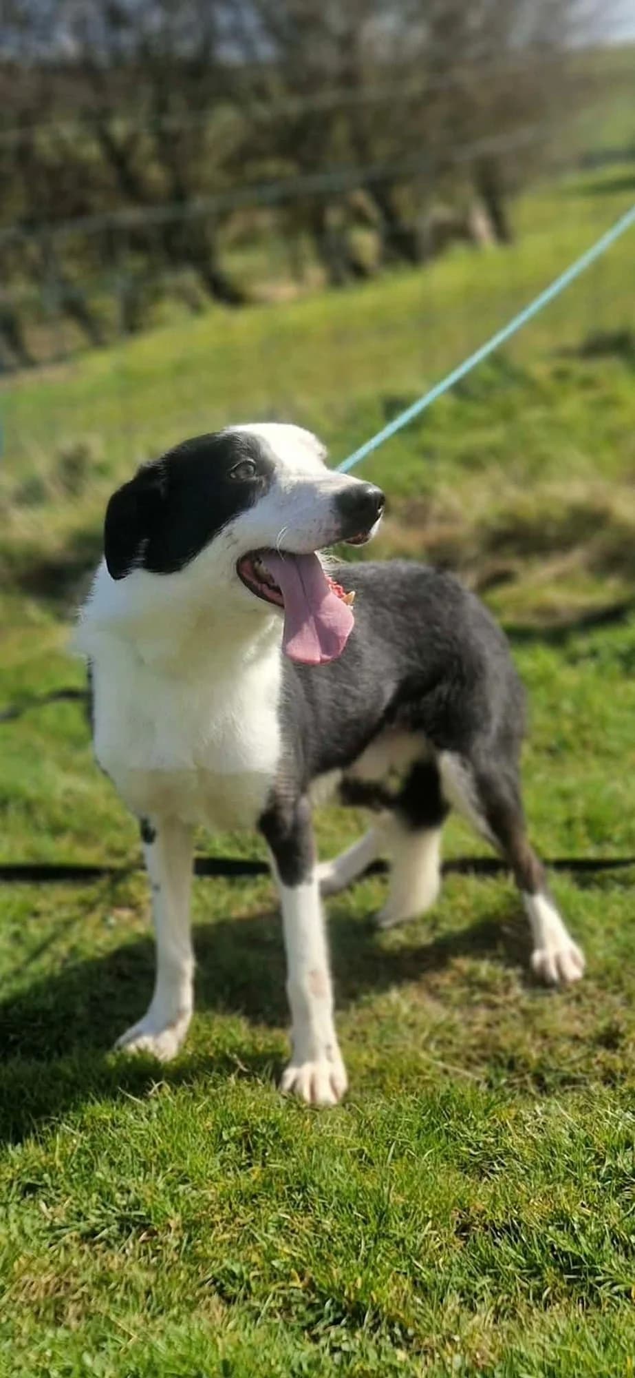 Ricotta, male 4yo Mixed Breed for adoption at item, Alston