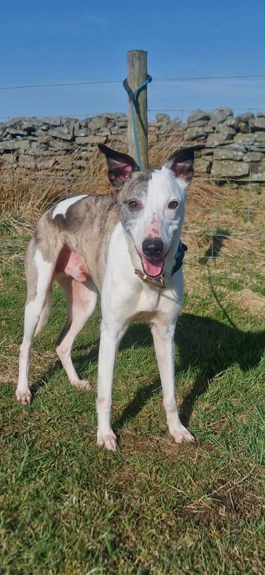 Robyn, male Whippet for adoption at item, Alston