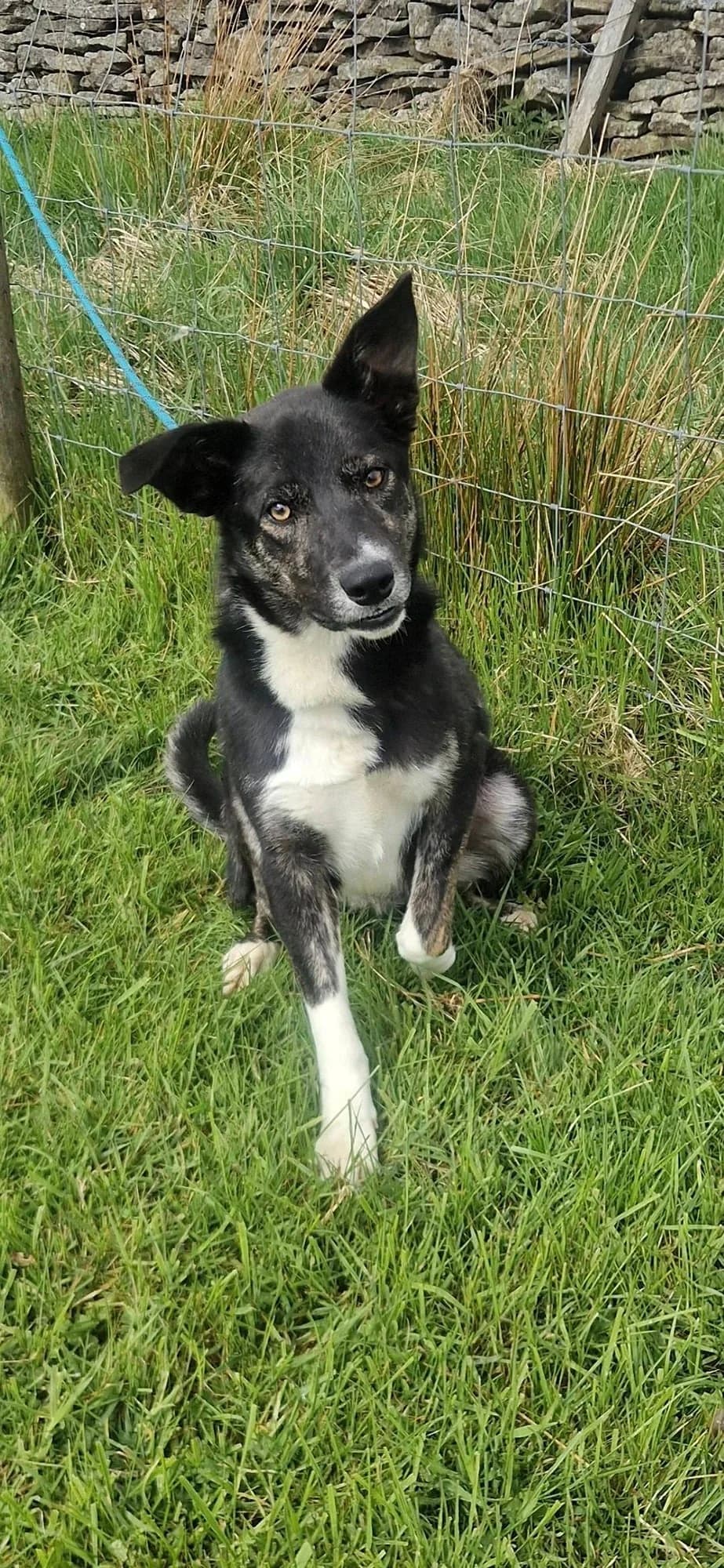 Sadie, young Mixed Breed for adoption at item, Alston