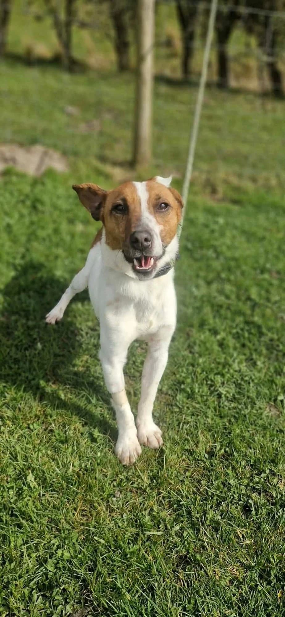 Stilton, male 4yo Jack Russell Terrier for adoption at item, Alston