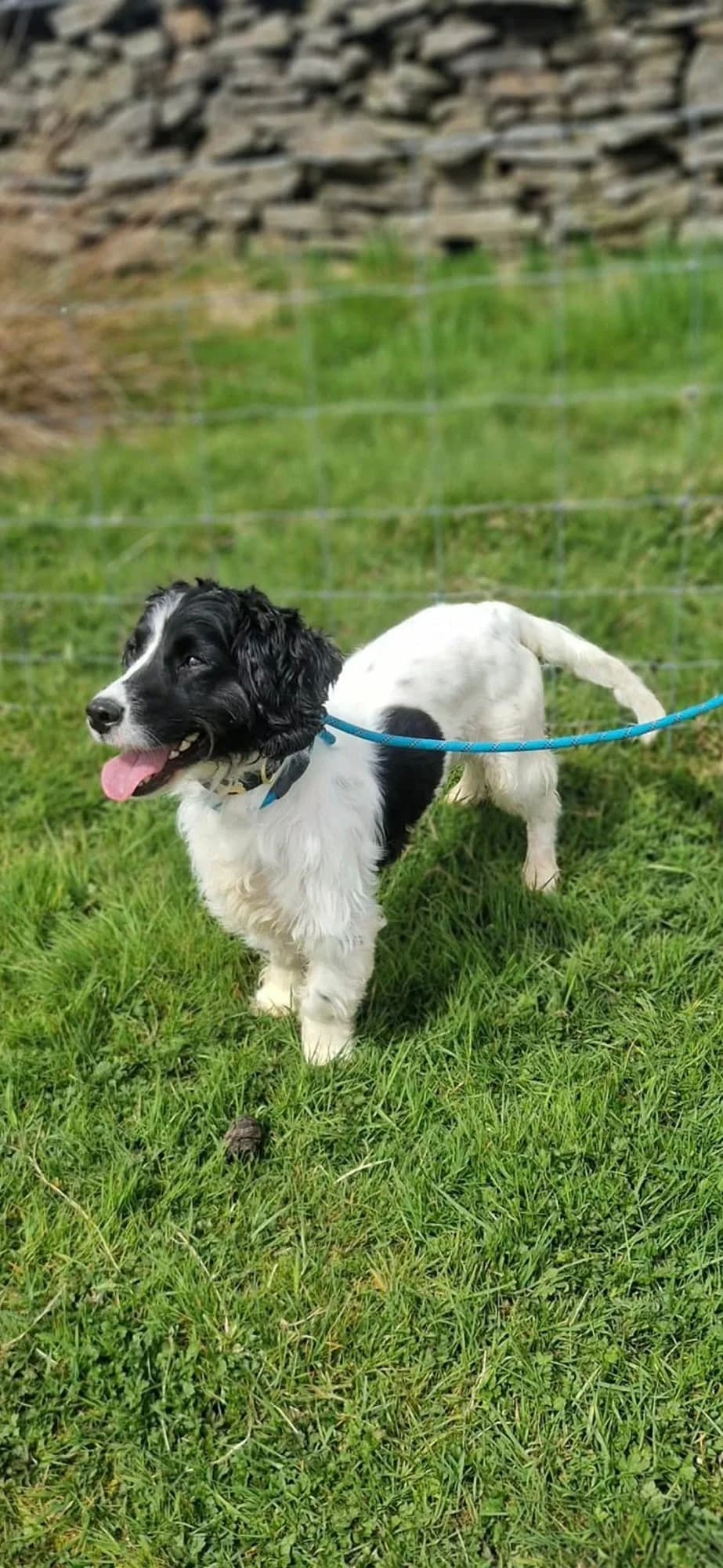 Stitch, male 6yo mixed breed for adoption at item, Alston