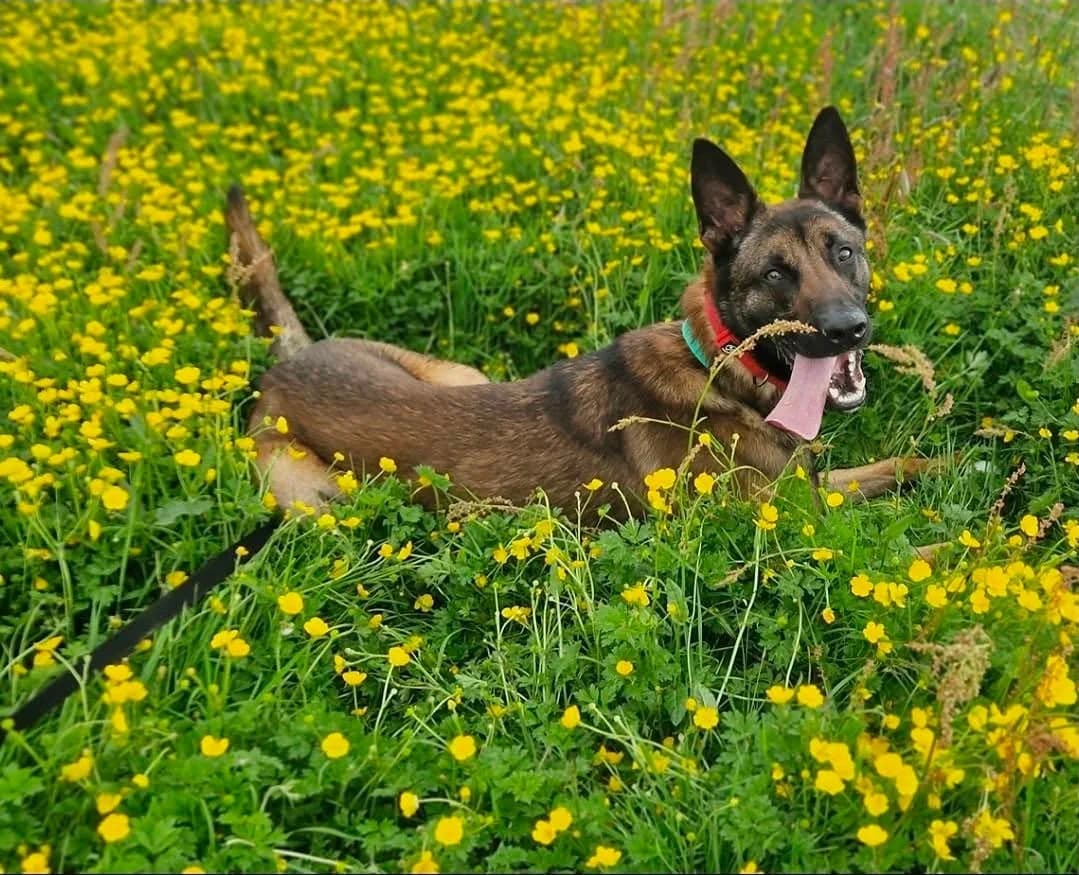 Tiny, female young Belgian Malinois for adoption at item, Alston