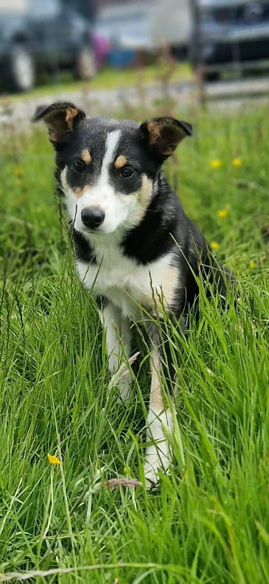 Topic, female puppy Collie for adoption at item, Alston