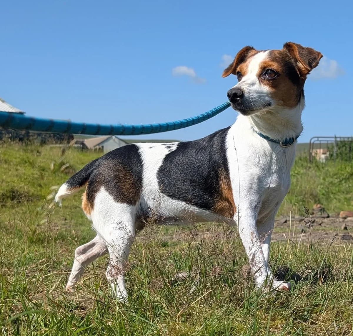 Zoe,  young Jack Russell Terrier for adoption at item, Alston