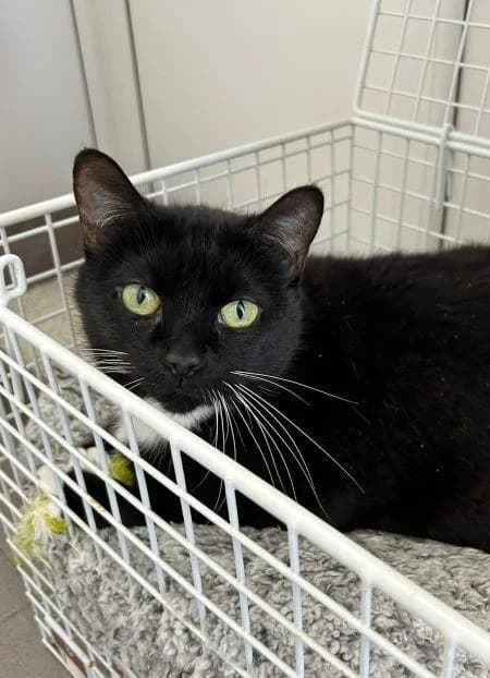 Missy
                    available, female senior Mixed Breed Cat for adoption at National Animal Welfare Trust, Watford
