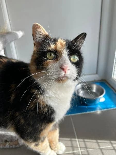 Primrose
                    available, female Mixed Breed Cat for adoption at Watford