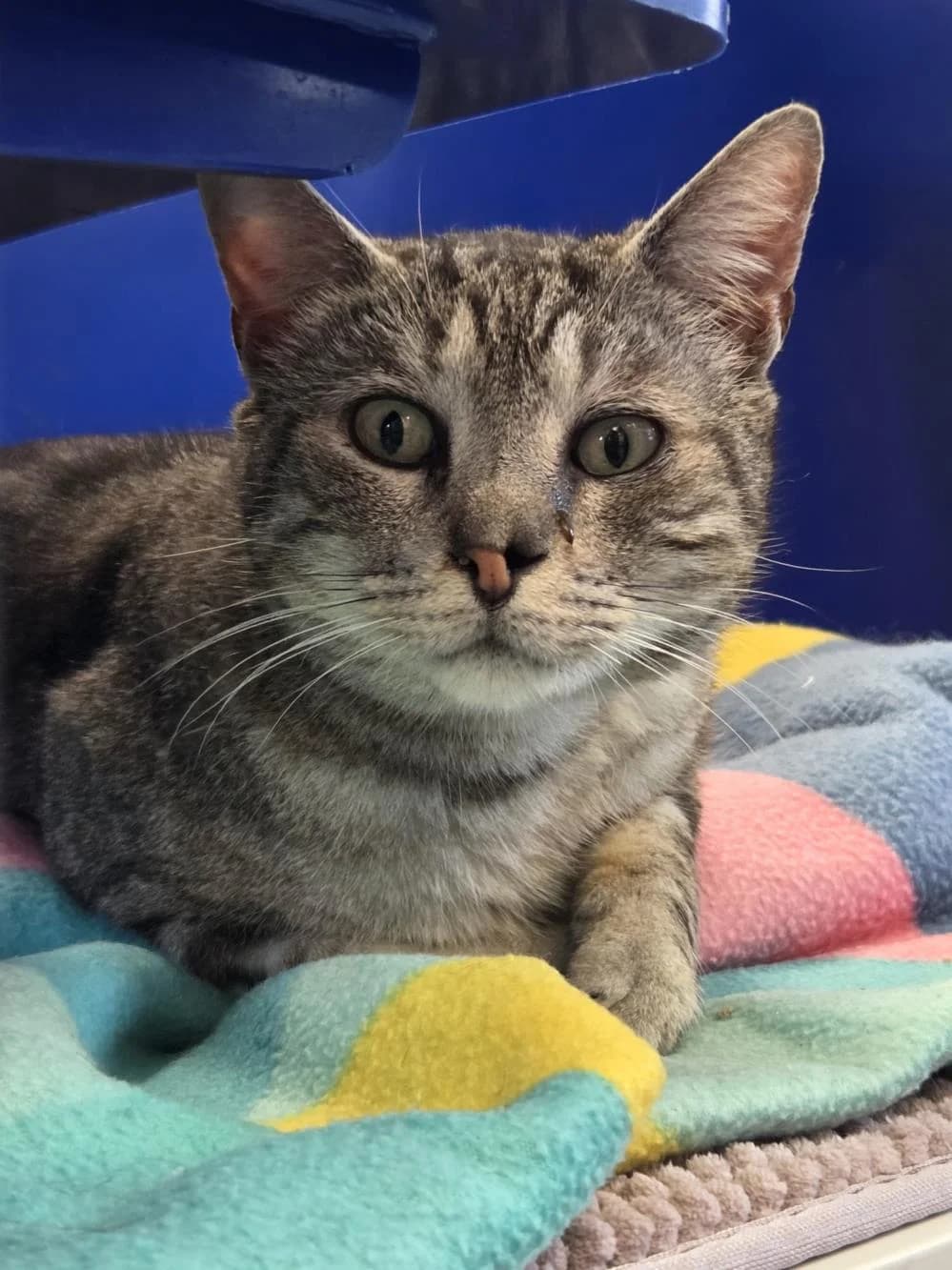 Kenny & Pi
                    available, male Mixed Breed Cat for adoption at National Animal Welfare Trust, Watford — photo 2 of 7