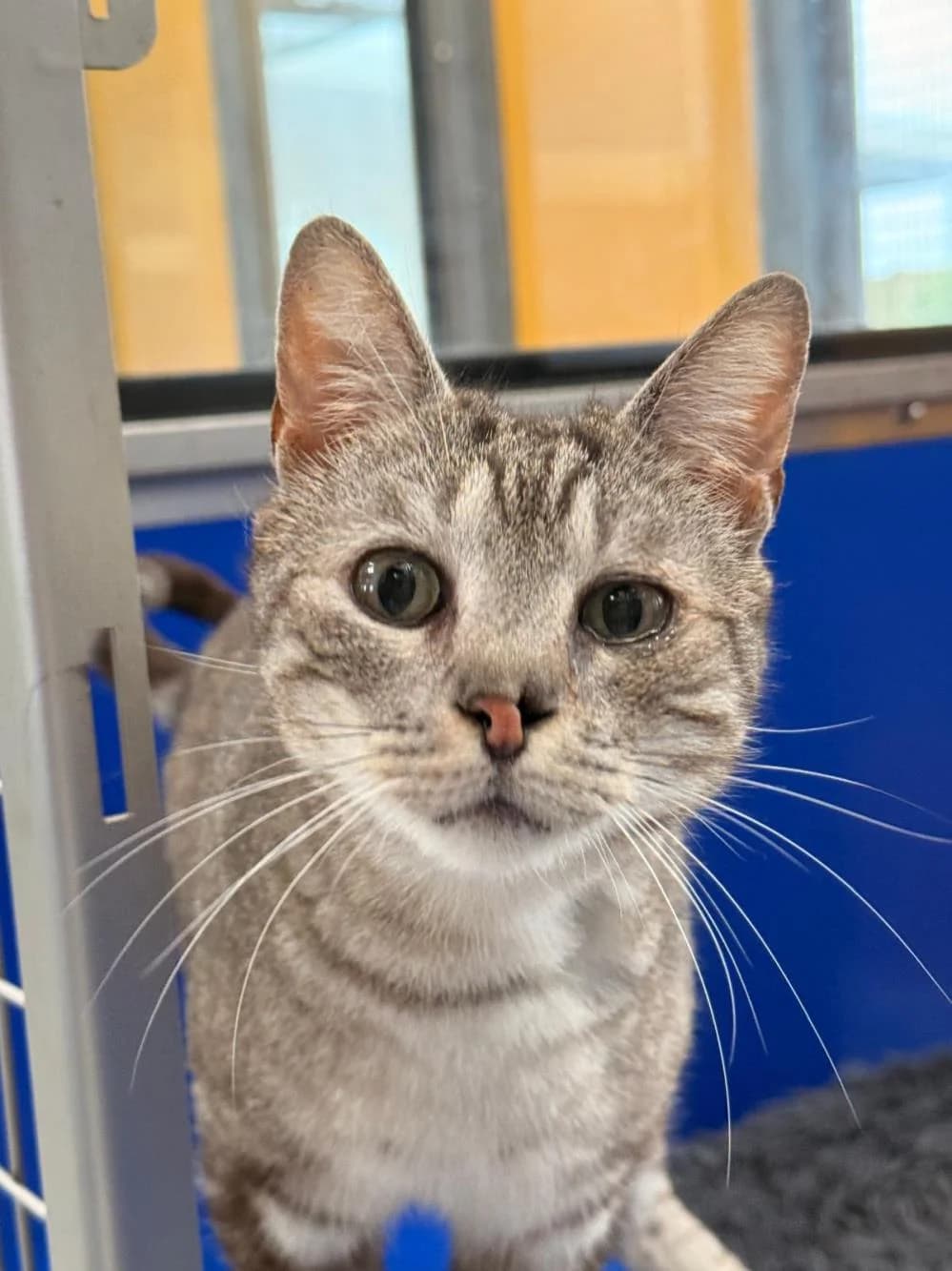 Kenny & Pi
                    available, male Mixed Breed Cat for adoption at National Animal Welfare Trust, Watford — photo 3 of 7