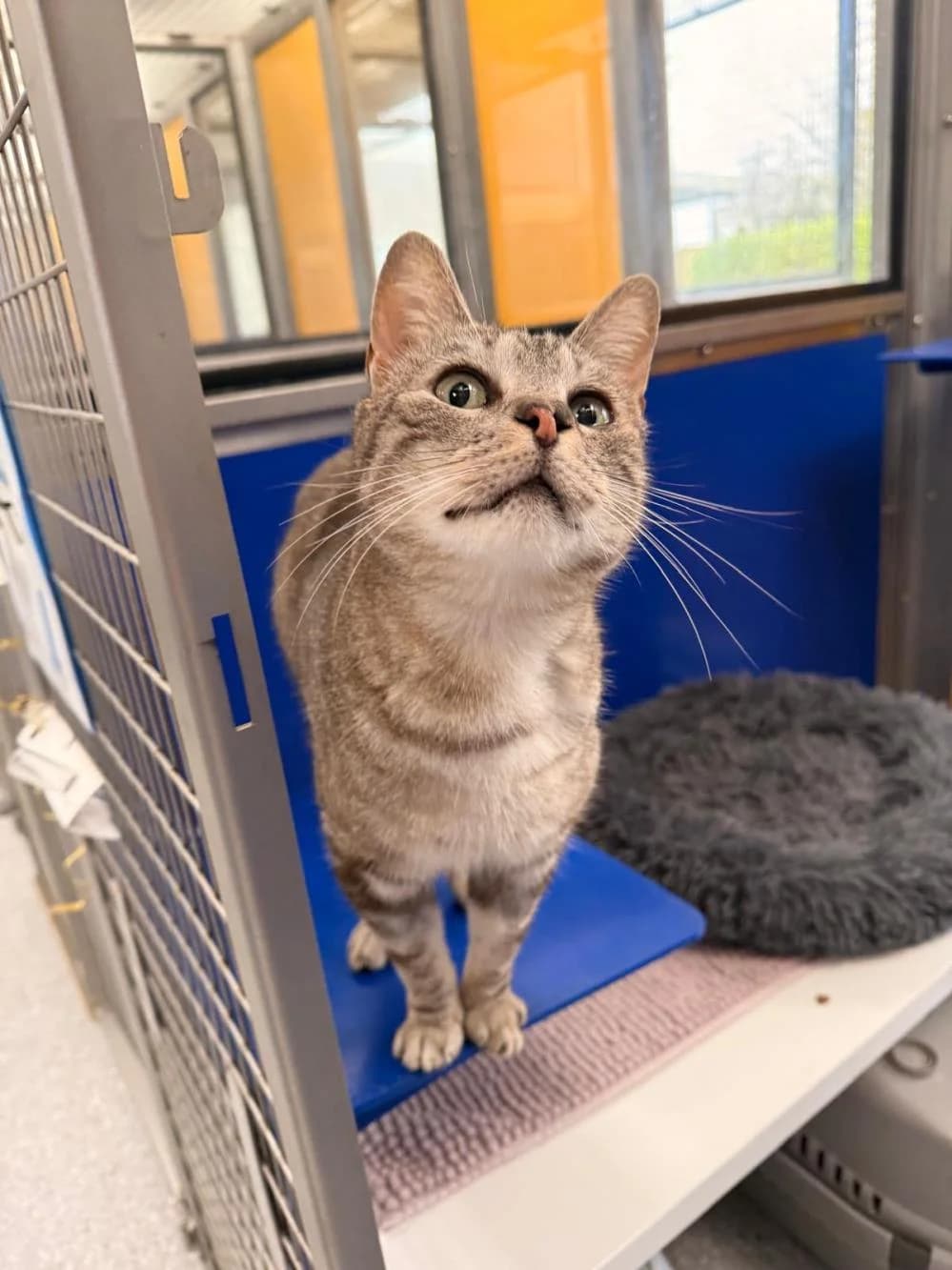 Kenny & Pi
                    available, male Mixed Breed Cat for adoption at National Animal Welfare Trust, Watford — photo 5 of 7