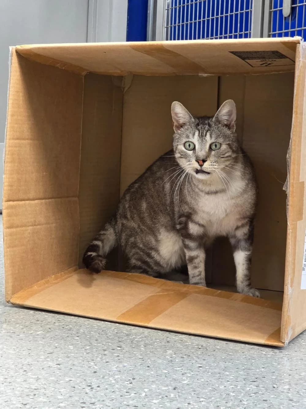 Kenny & Pi
                    available, male Mixed Breed Cat for adoption at National Animal Welfare Trust, Watford — photo 6 of 7