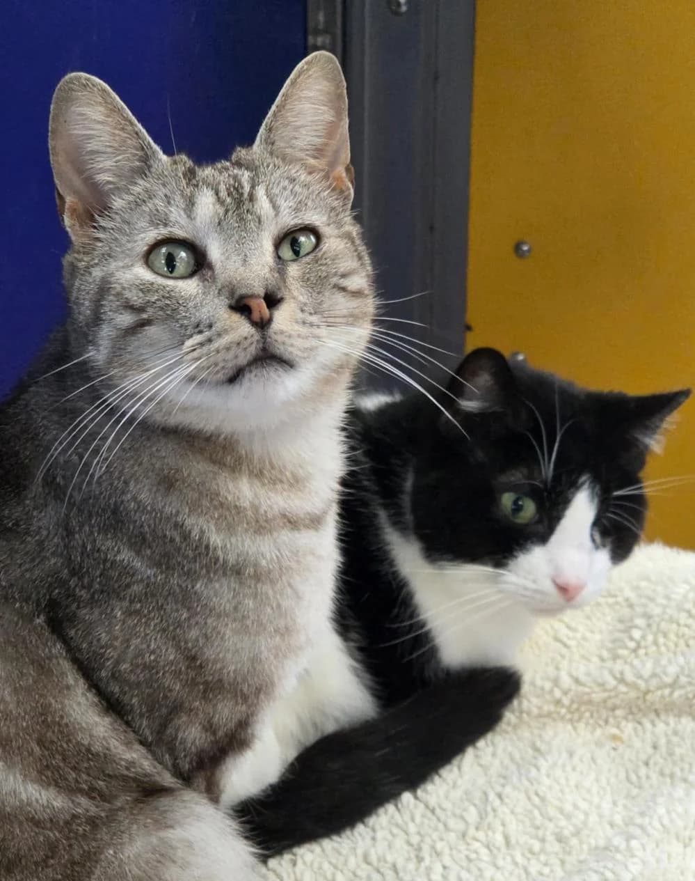 Kenny & Pi
                    available, male Mixed Breed Cat for adoption at National Animal Welfare Trust, Watford — photo 7 of 7