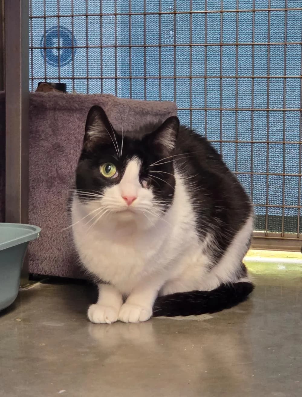 Pi & Kenny
                    available, male Mixed Breed Cat for adoption at National Animal Welfare Trust, Watford — photo 2 of 8