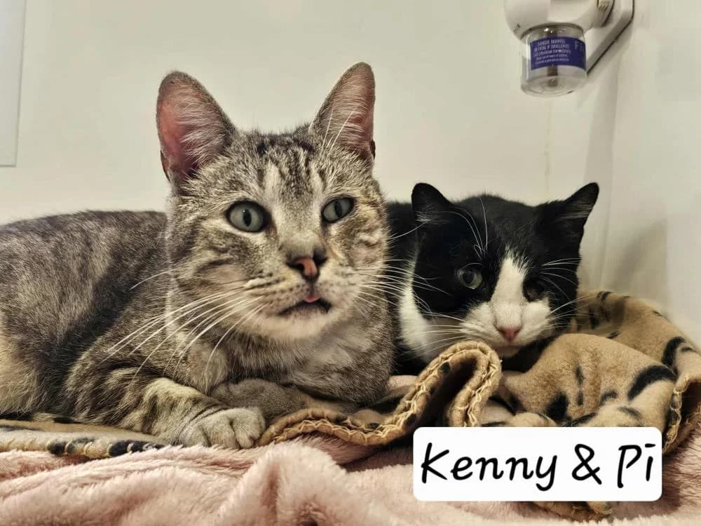 Pi & Kenny
                    available, male Mixed Breed Cat for adoption at National Animal Welfare Trust, Watford — photo 3 of 8